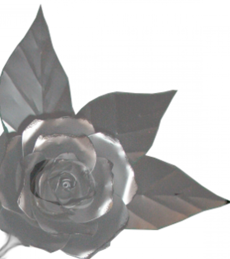 Eck Rose1